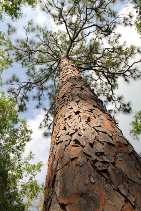Toute cette nature nous émerveille. C'est bien différent du nord québecois.