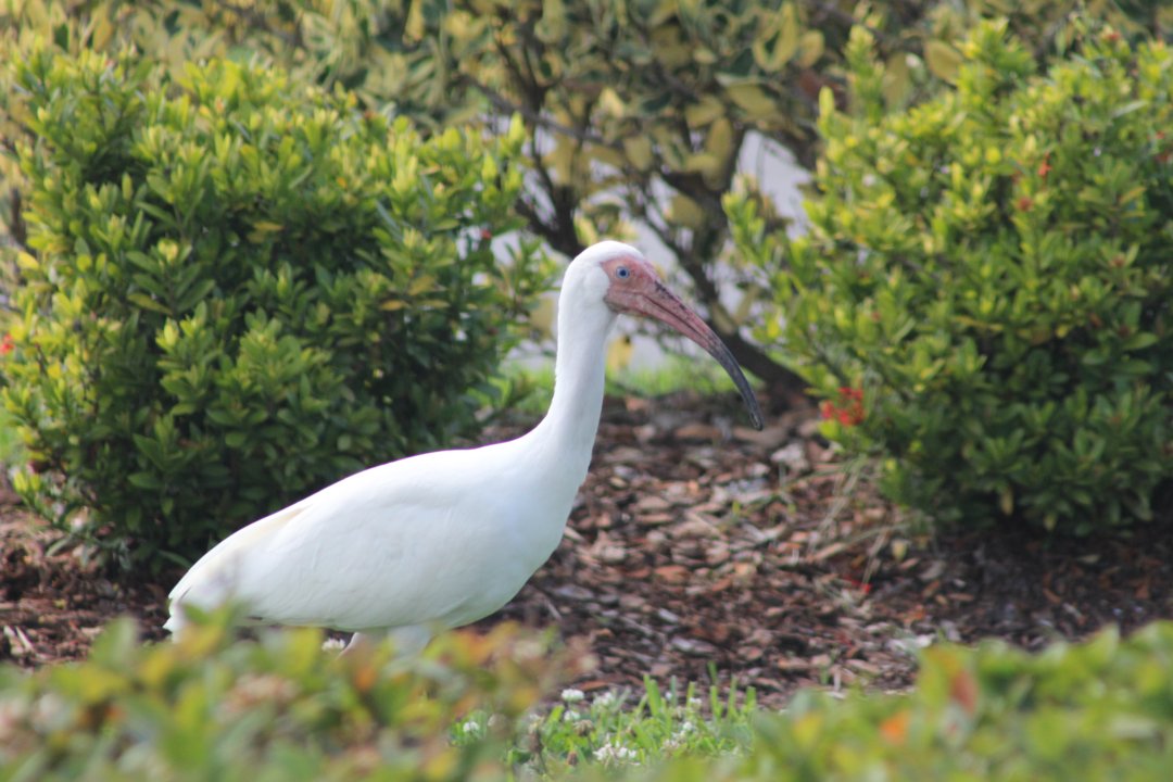 Ibis, spatules, aigles, aigrettes, hérons et bien d'autres vivent et nichent sur l'immense site Kennedy.