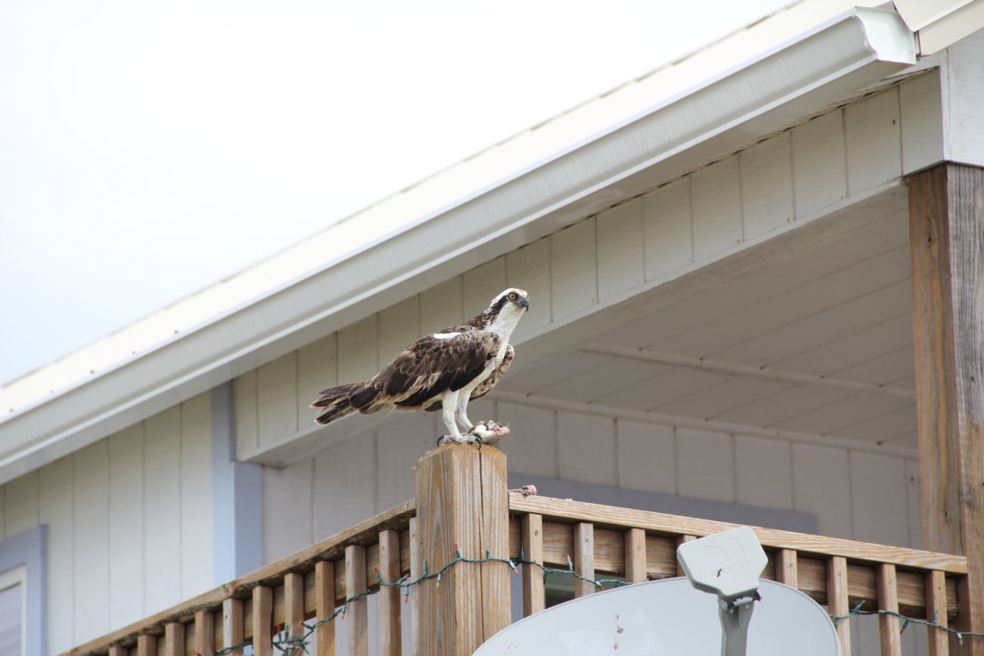 L'aigle nous épie en conservant fortement sa proie.