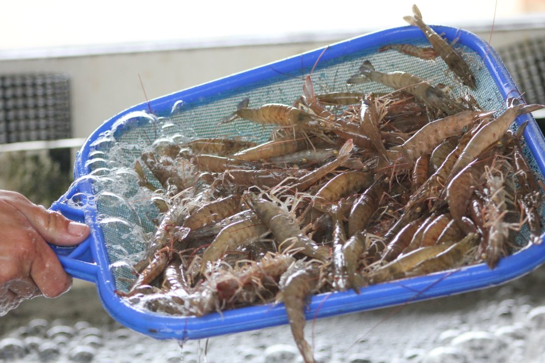 Un bac complet de crevettes vivantes et pêchées du jour.