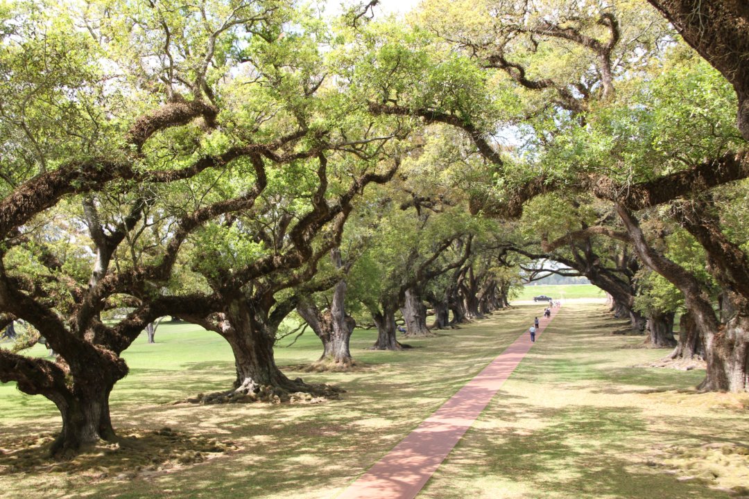 Une allée de chênes qui mène à l'entrée de la plantation.