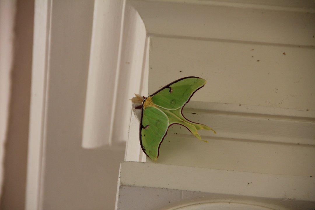 L'inattendu papillon de nuit!