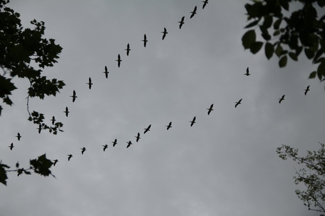 Vol de pélicans.