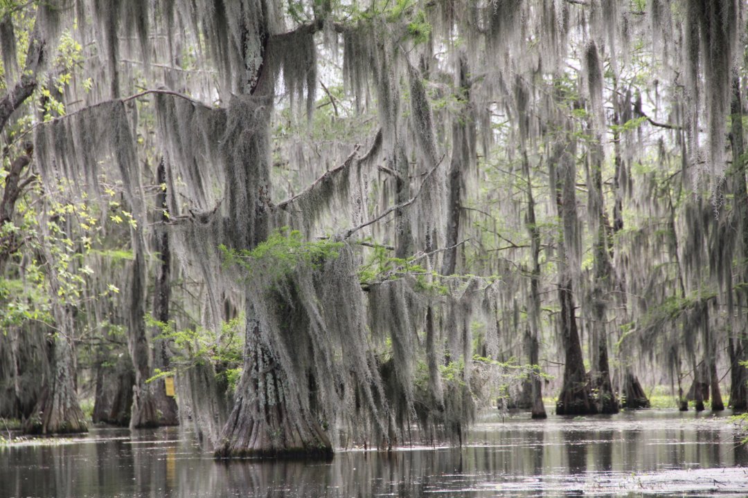 Une idée d'un marécage en Louisiane.