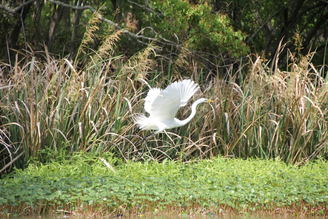Que de grâce madame l'aigrette.