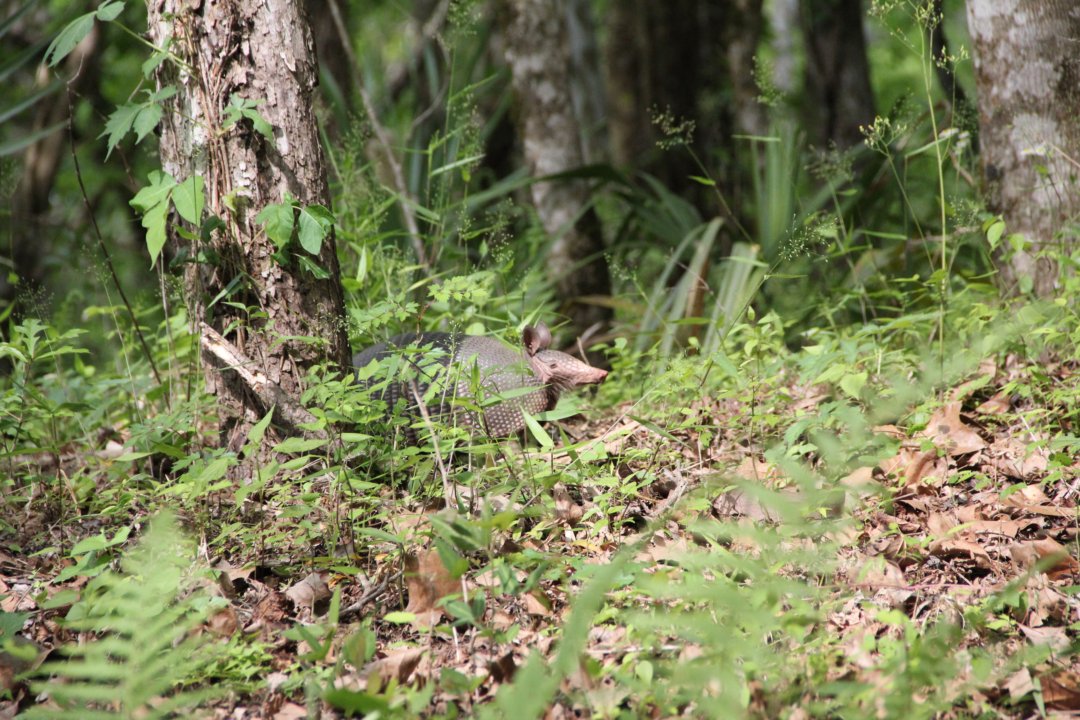 Un tatou dans la nature!!!