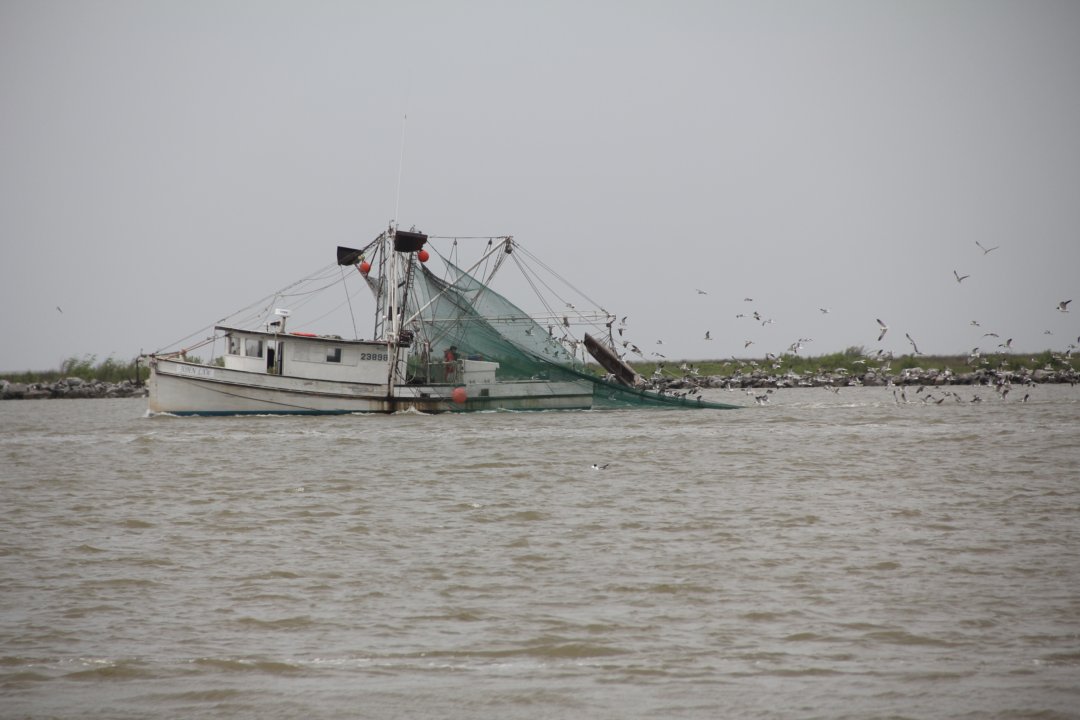 Devant ce bateau, nous avons vu 3 dauphins en plus des mouettes, pélicans, etc...