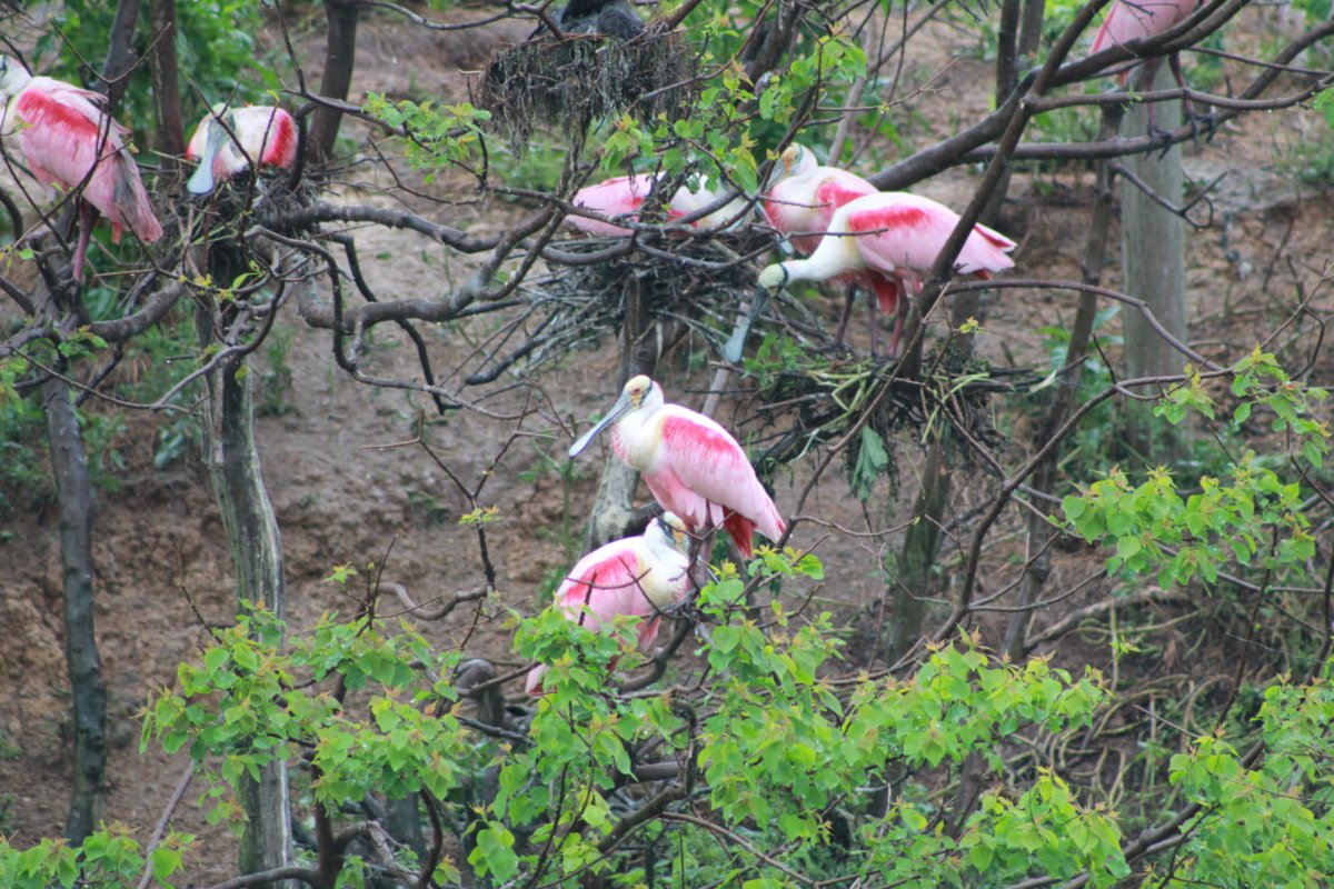Les spatules rosées qui nichent.