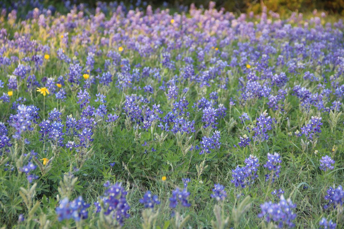 Un champ de bluebonnet, je crois!