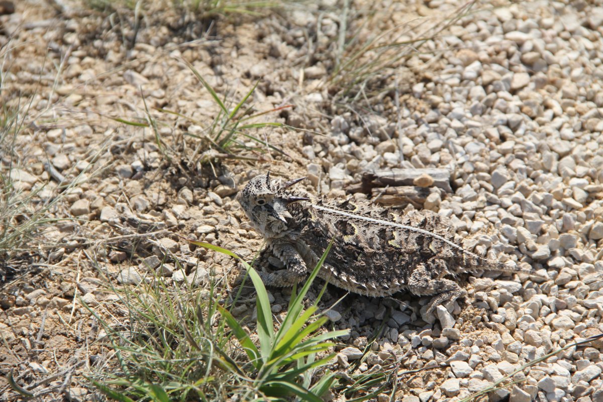 Incroyable, c'est le lézard à cornes!
