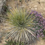 PUEBLOS