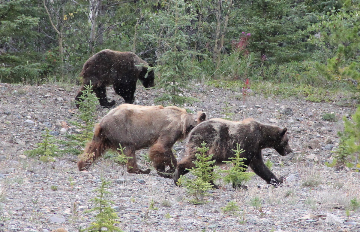 3Grizz