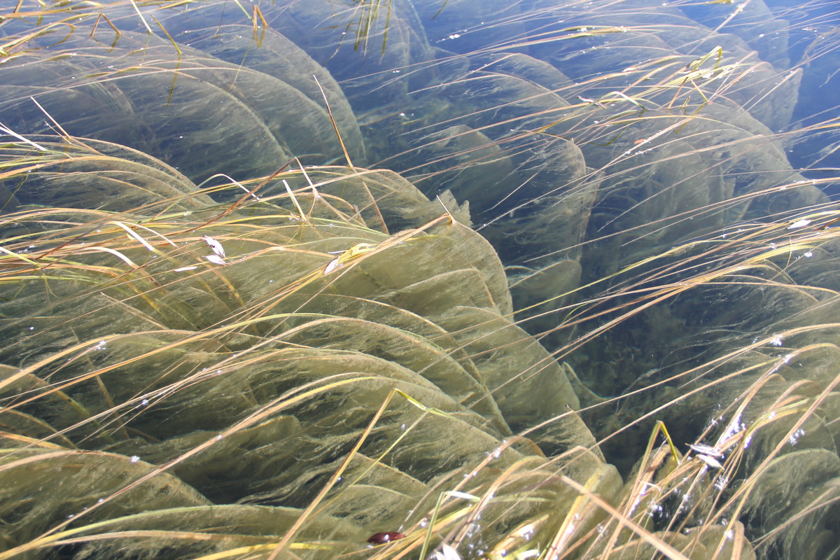 Au fond d'une eau transparente de la rivière Yukon.