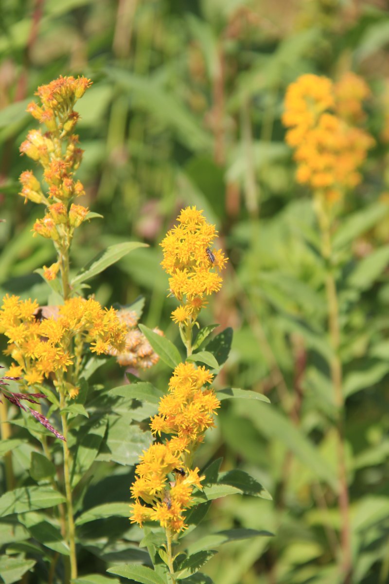 Goldenrod: les feuilles en salade et les fleurs en tisane.