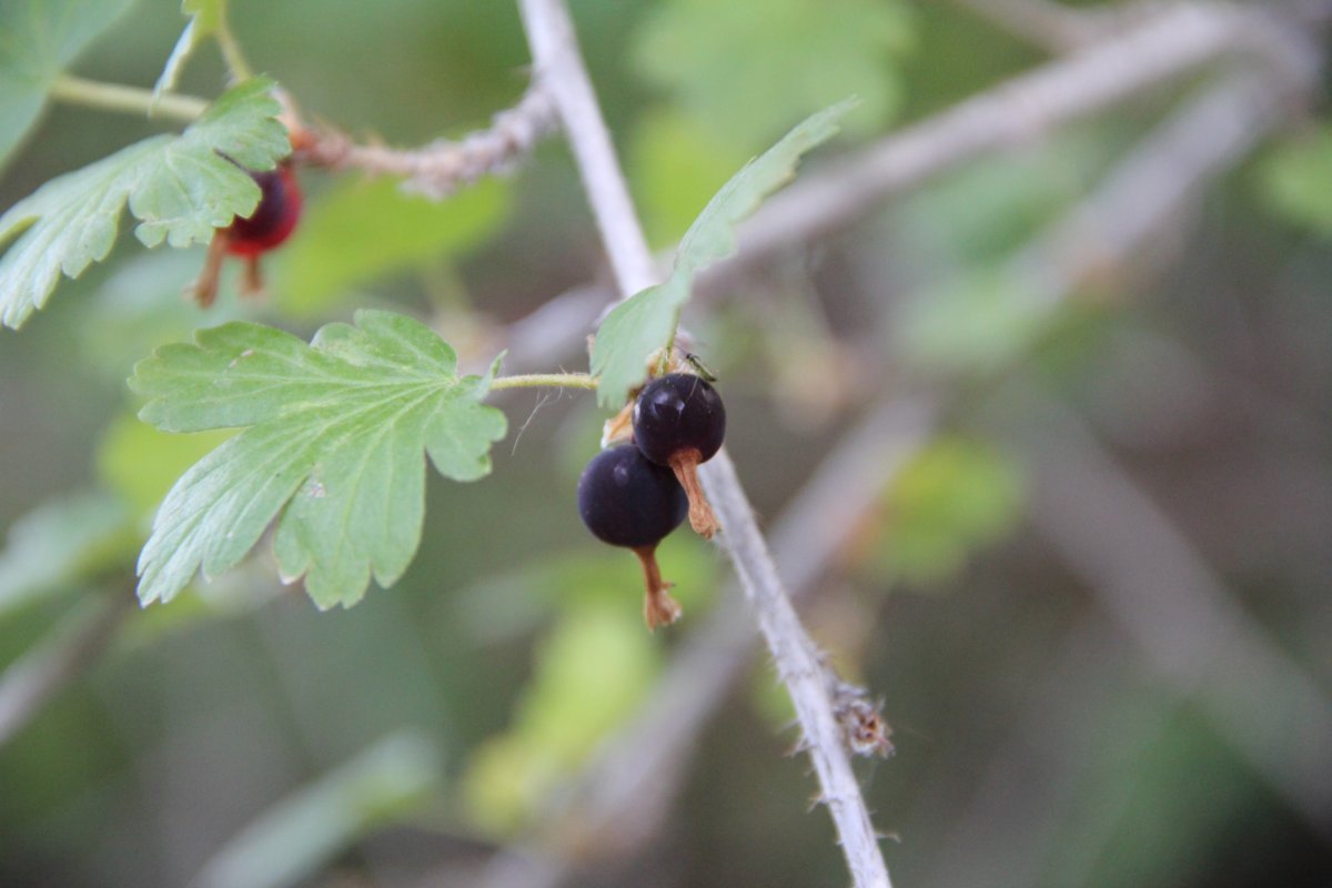 Une variété de groseille pour nos bouches gourmandes.