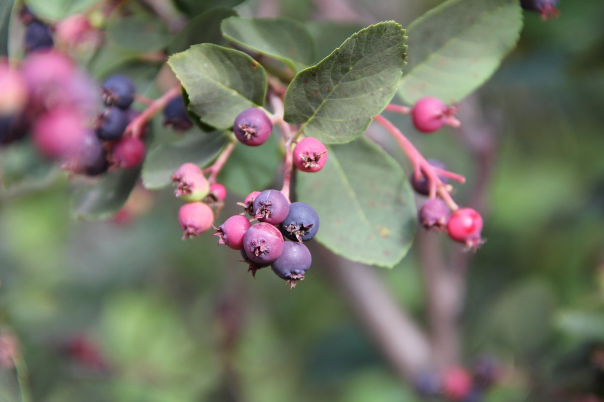 Saskatoon berries: hummm!