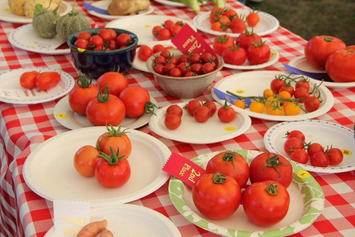 Concours des plus beaux légumes biologiques du coin.