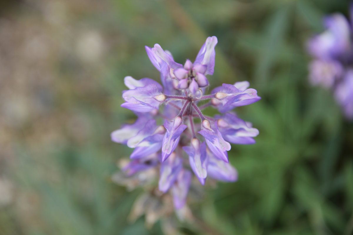 Le lupin arctique.