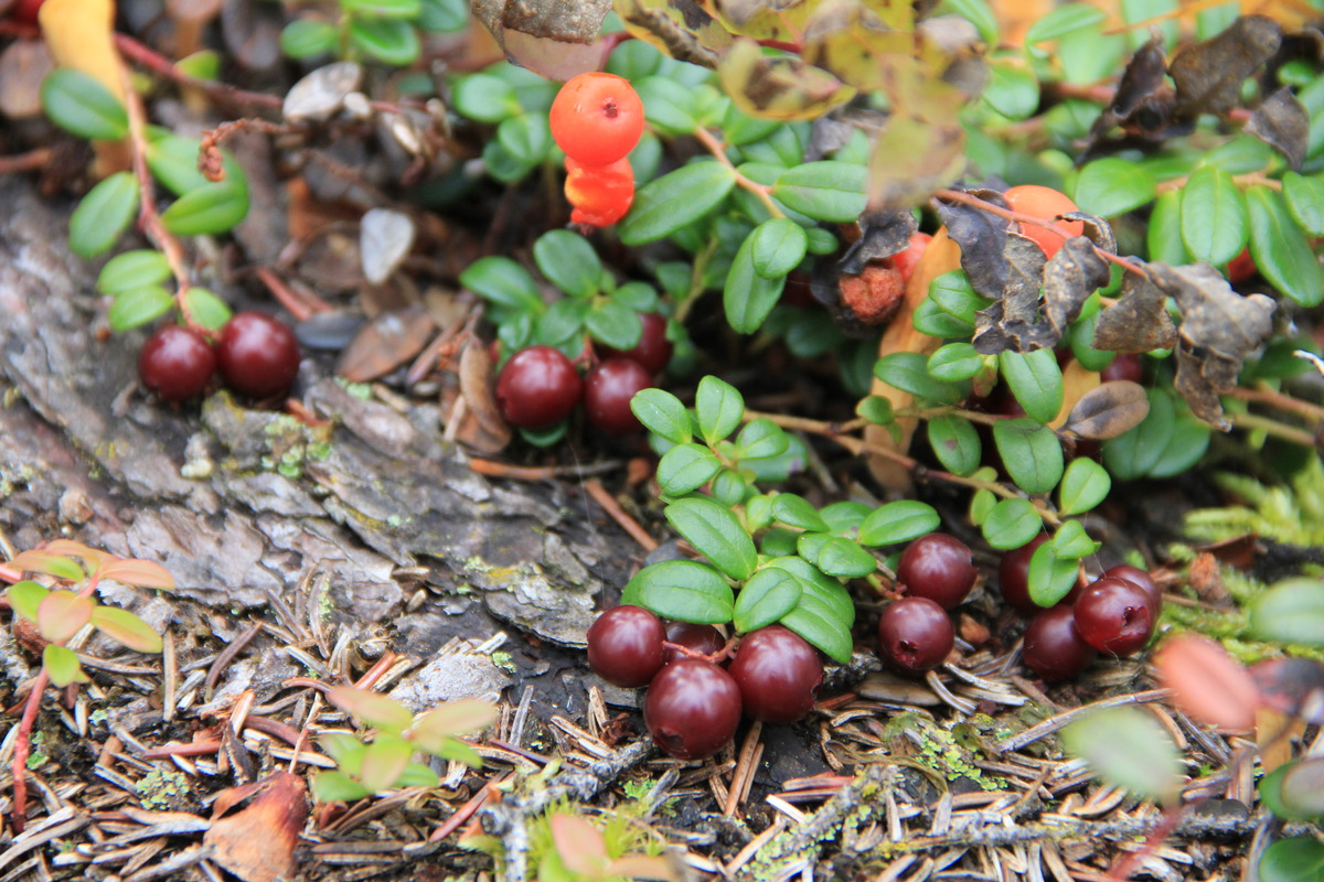 Ce sont des canneberges.