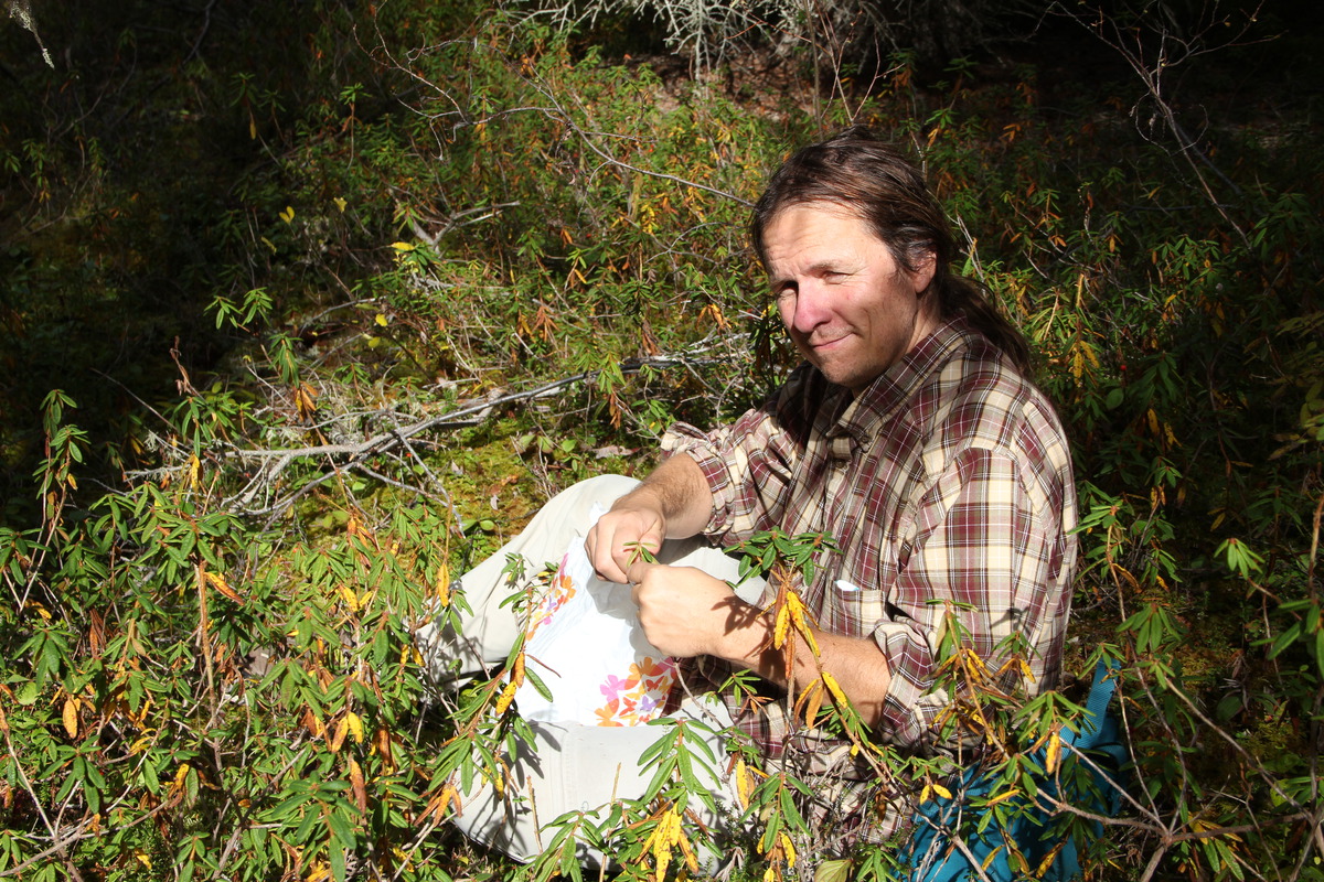 Sylvain au milieu du thé du labrador.