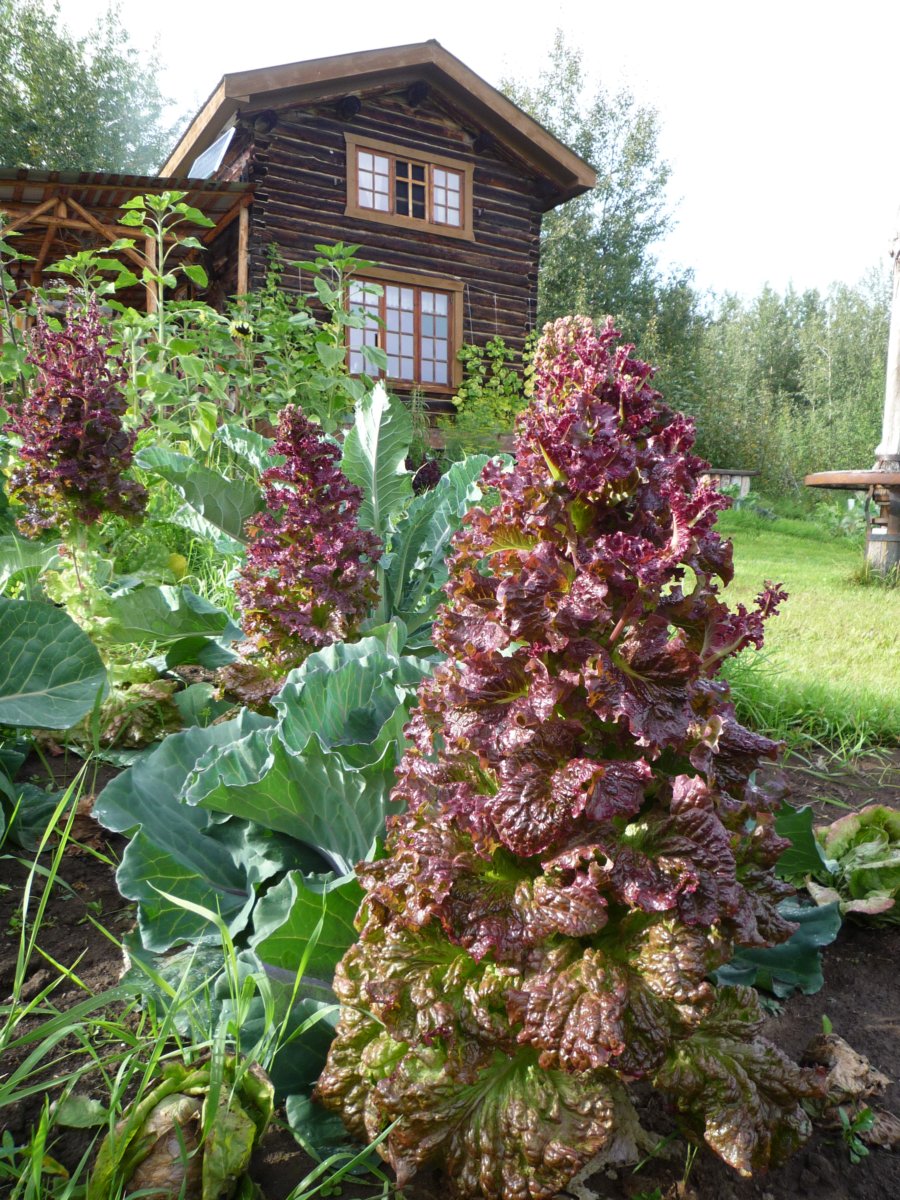 Jardin yukonnais.