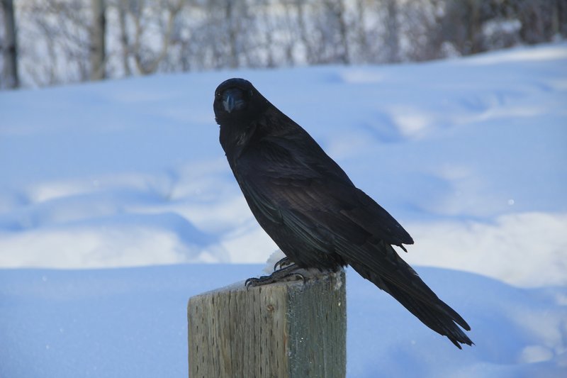 Le corbeau est-il un guide? Il est partout...