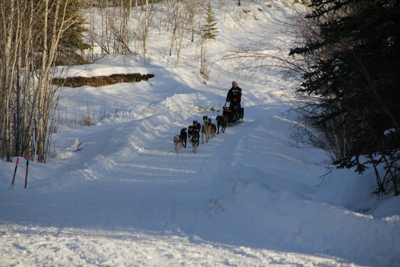 Le chemin des mushers,