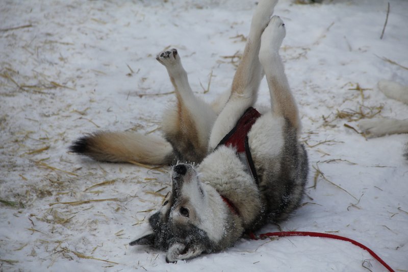 Envie de jouer dans la neige ou déshydratation?