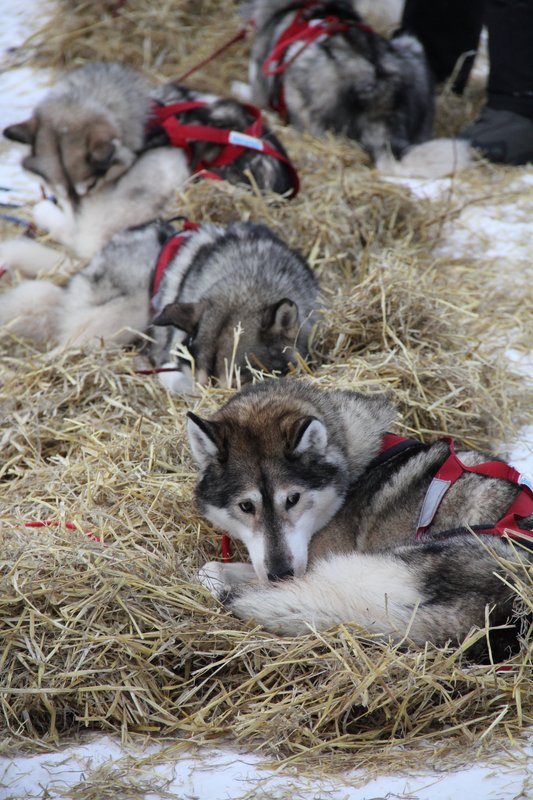 Un attelage complet d'huskies sibériens avec Mike Ellis. Ils sont tous issus d'une même famille.