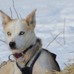 La Yukon Quest 2016 !
