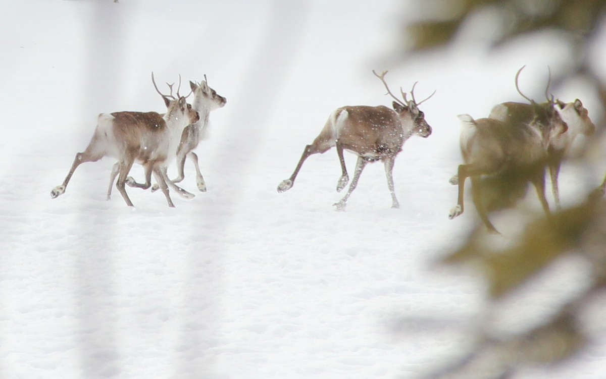 caribou
