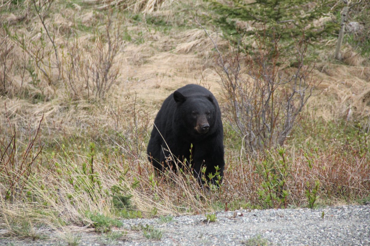 la proximité avec les animaux,