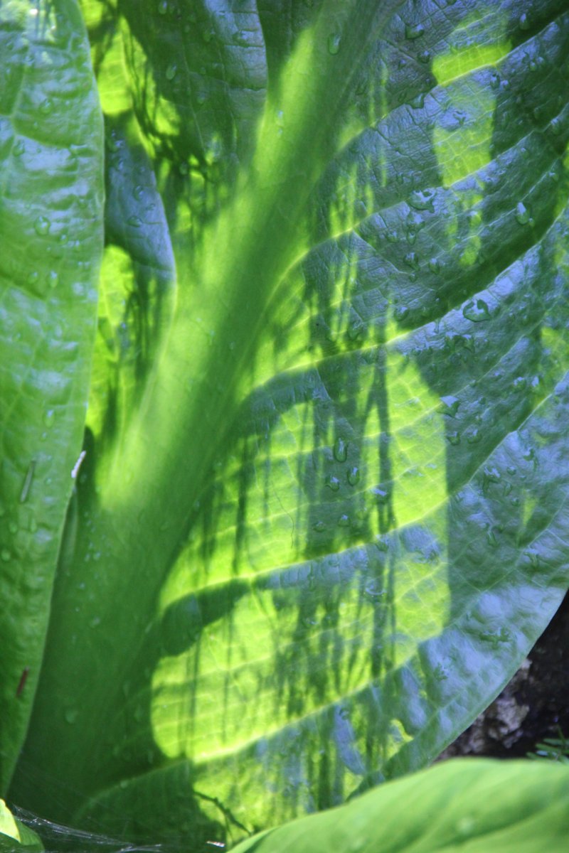 La verdure de l'Alaska,