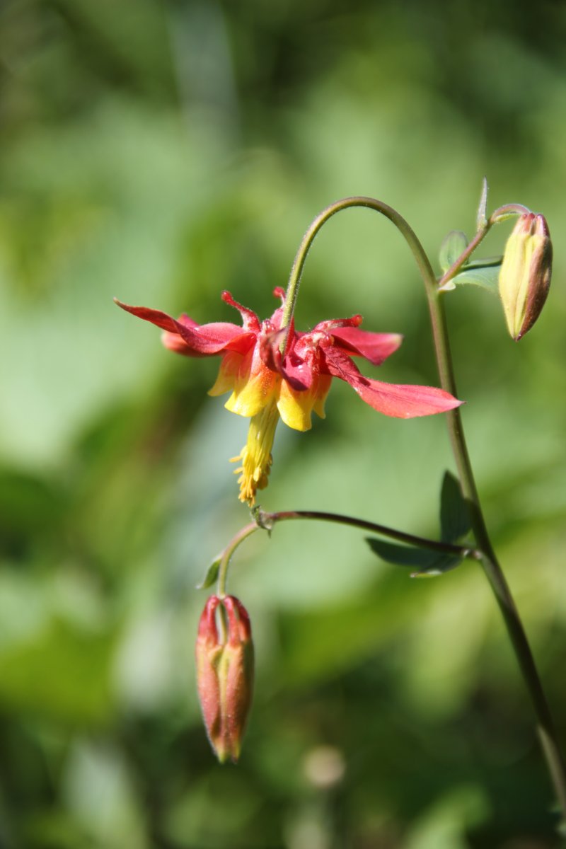 et ses fleurs délicates.