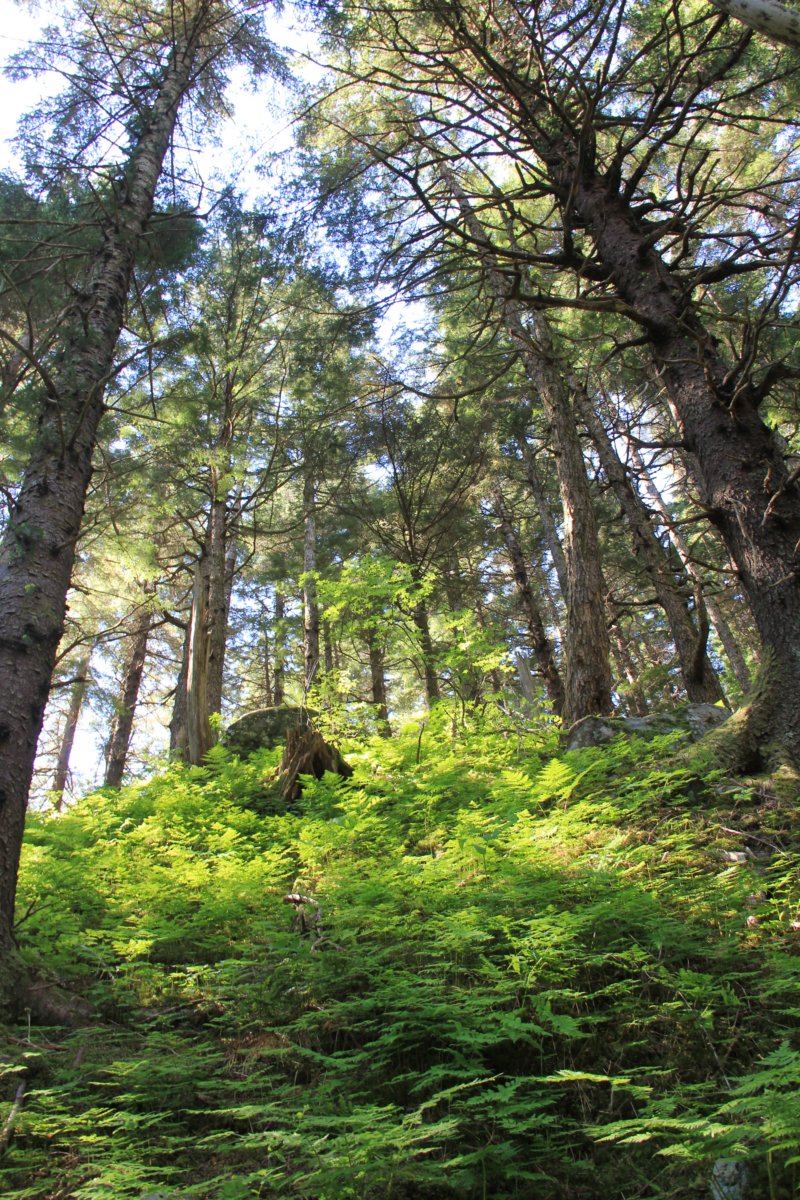Forêt humide à Juneau.