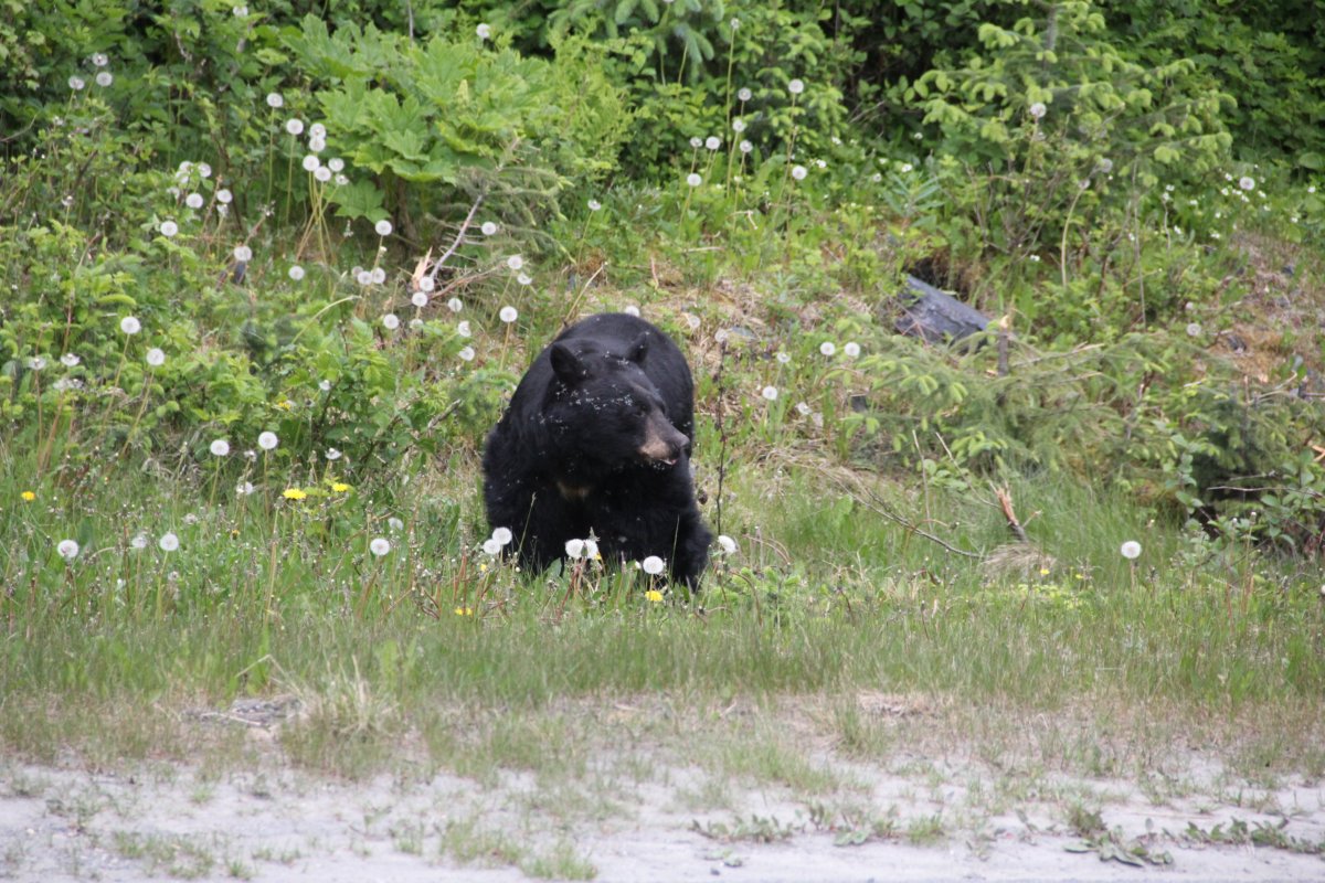 Rencontre avec le 2ème ours noir pour mes parents. Belle rencontre de 35 minutes!!!