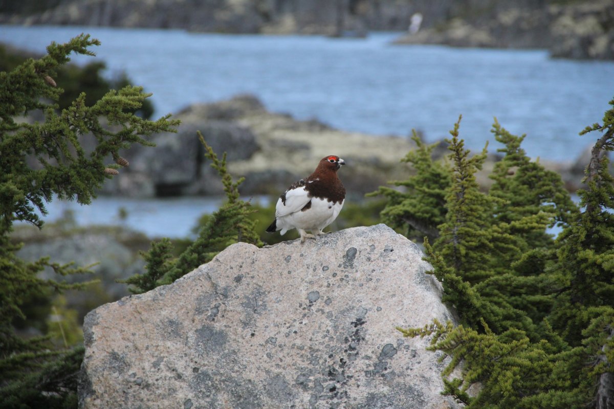 Un lagopède au plumage du printemps.