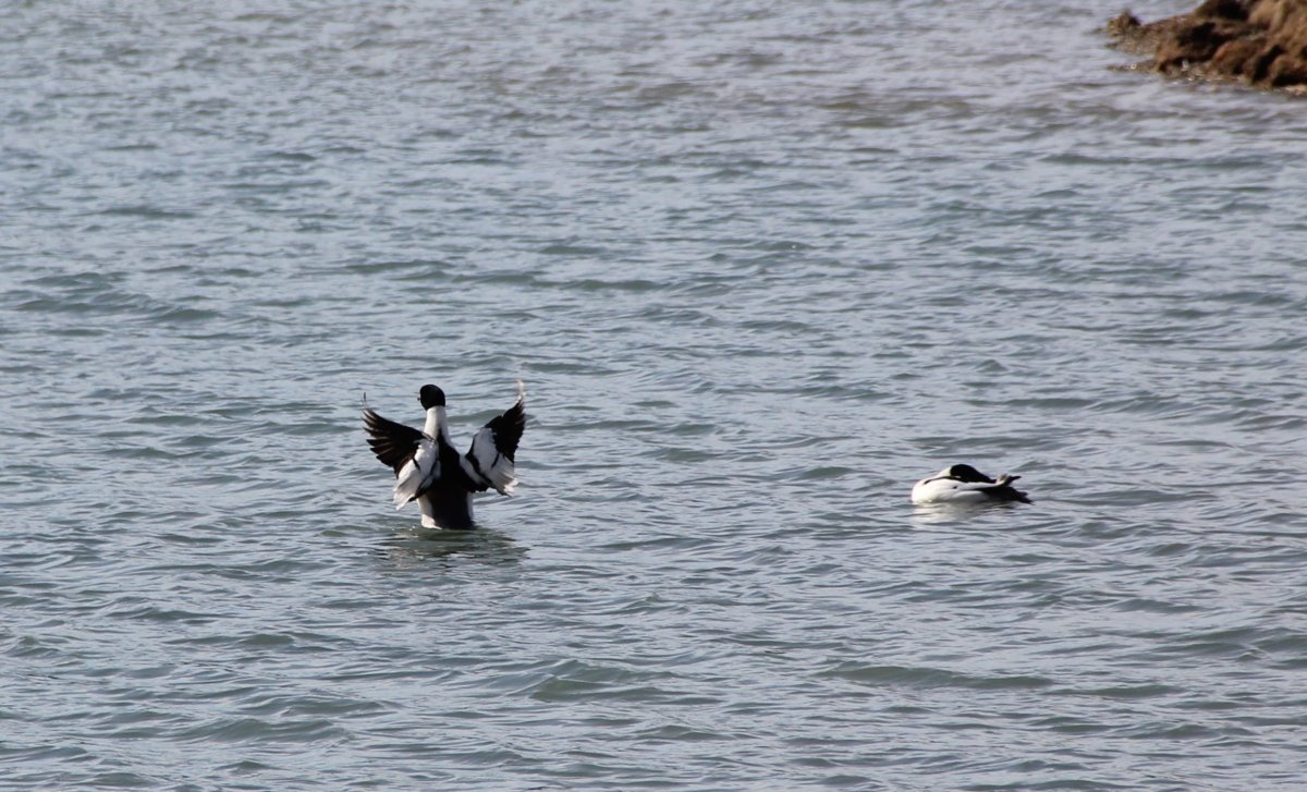 canard