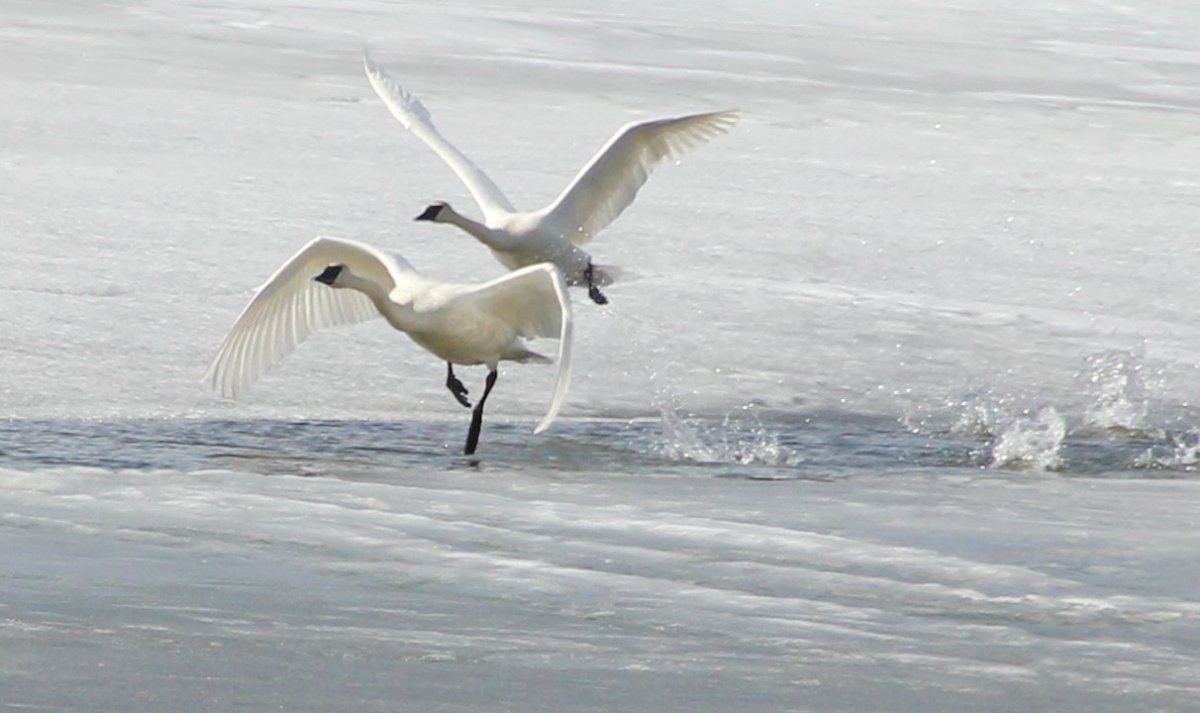 cygnes