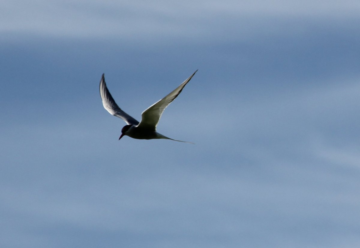 sterne arctique.