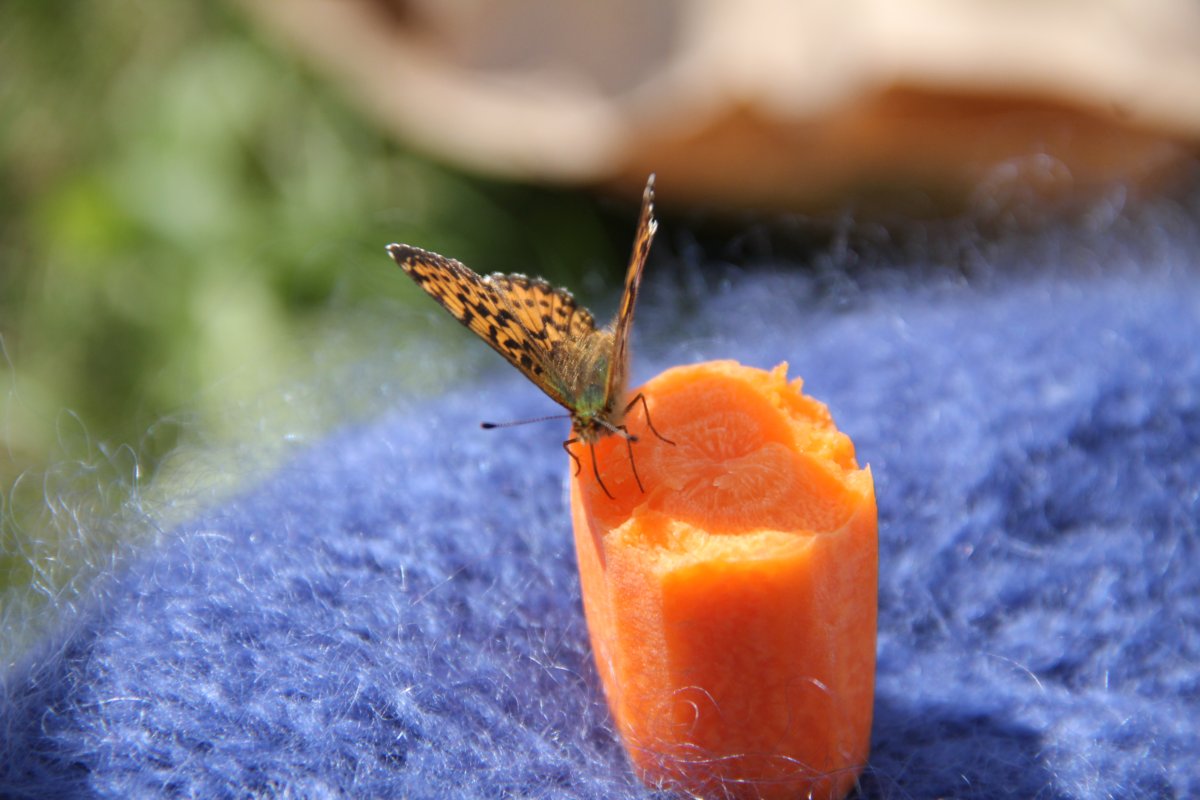 J'ai partagé ma carotte avec un papillon, c'est une première!!